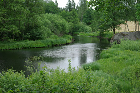 Bräkneån vid Trånhem Foto Inge Nilsson