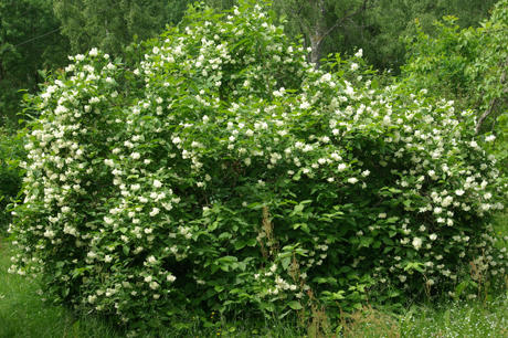 Jasmin i Tararp Foto Inge Nilsson